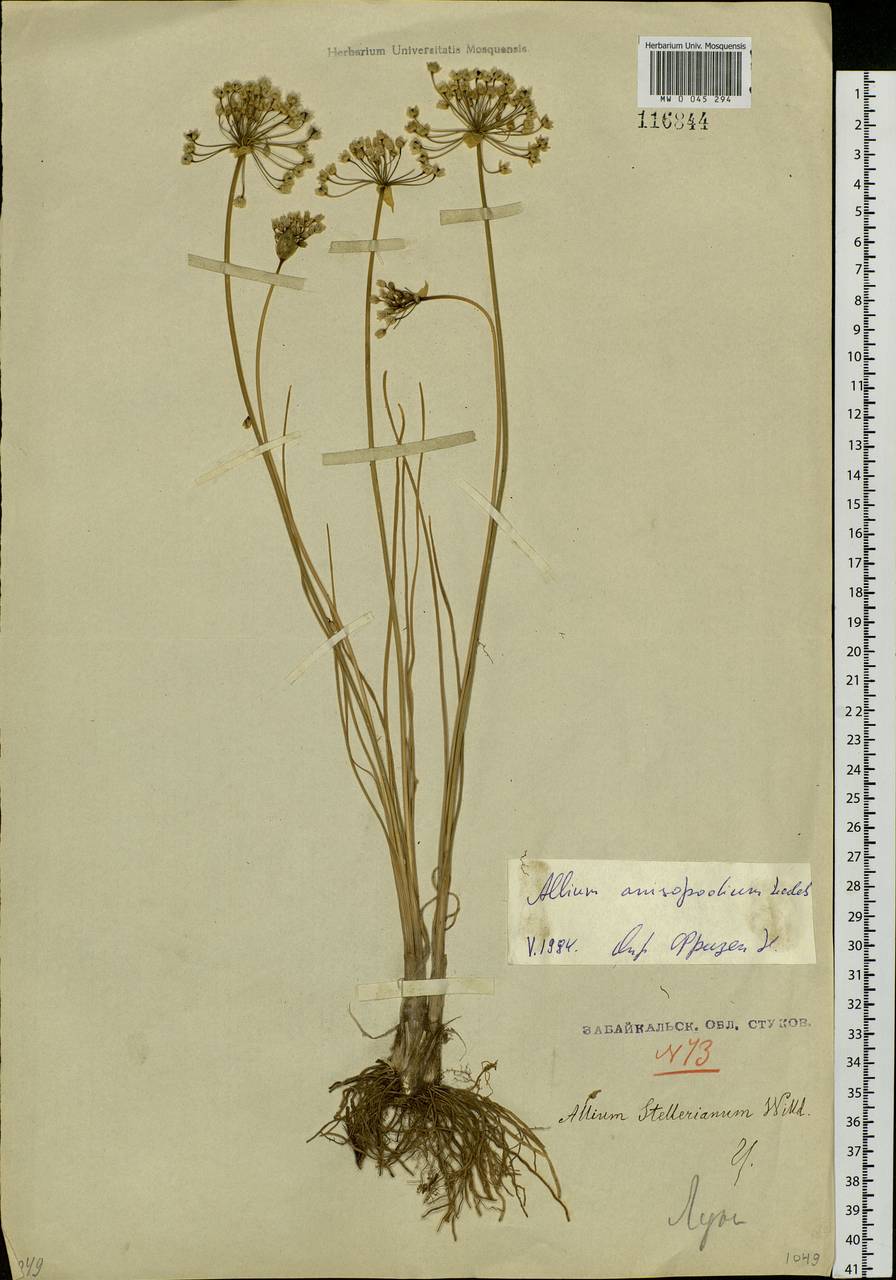 Allium anisopodium Ledeb., Siberia, Baikal & Transbaikal region (S4) (Russia)