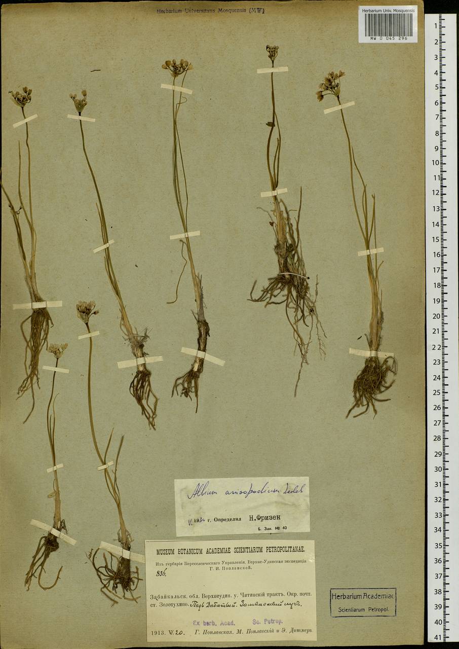 Allium anisopodium Ledeb., Siberia, Baikal & Transbaikal region (S4) (Russia)