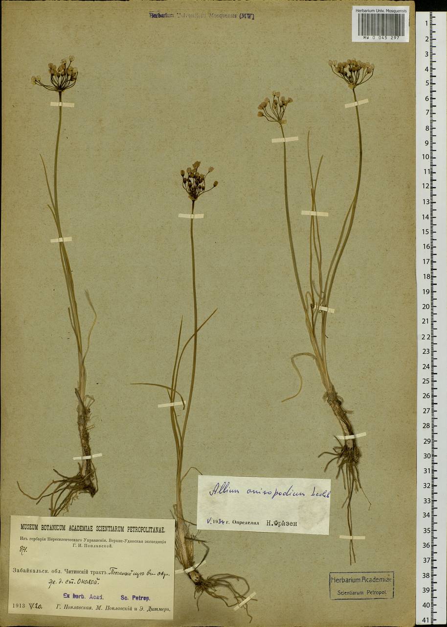 Allium anisopodium Ledeb., Siberia, Baikal & Transbaikal region (S4) (Russia)