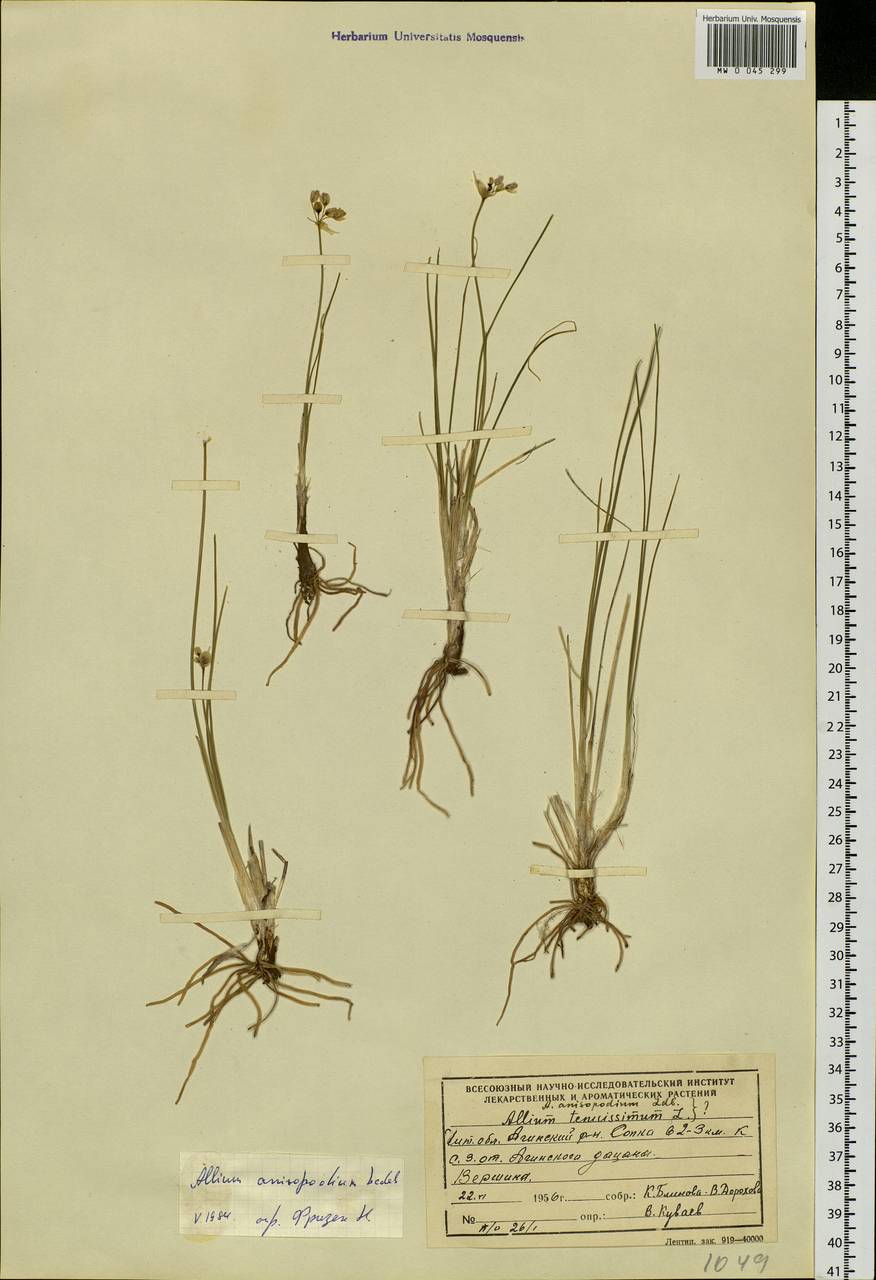 Allium anisopodium Ledeb., Siberia, Baikal & Transbaikal region (S4) (Russia)