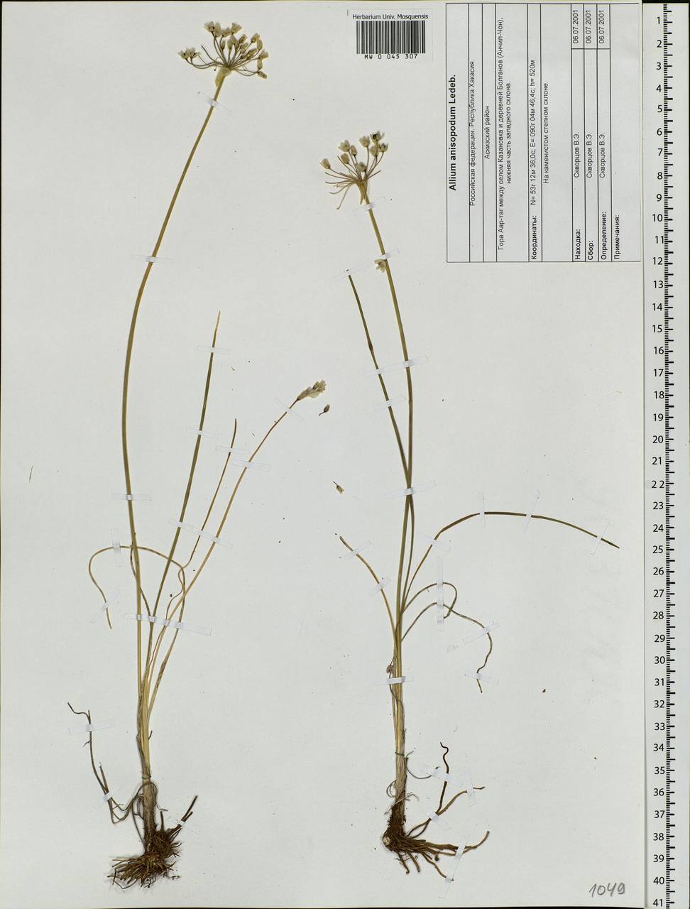 Allium anisopodium Ledeb., Siberia, Altai & Sayany Mountains (S2) (Russia)