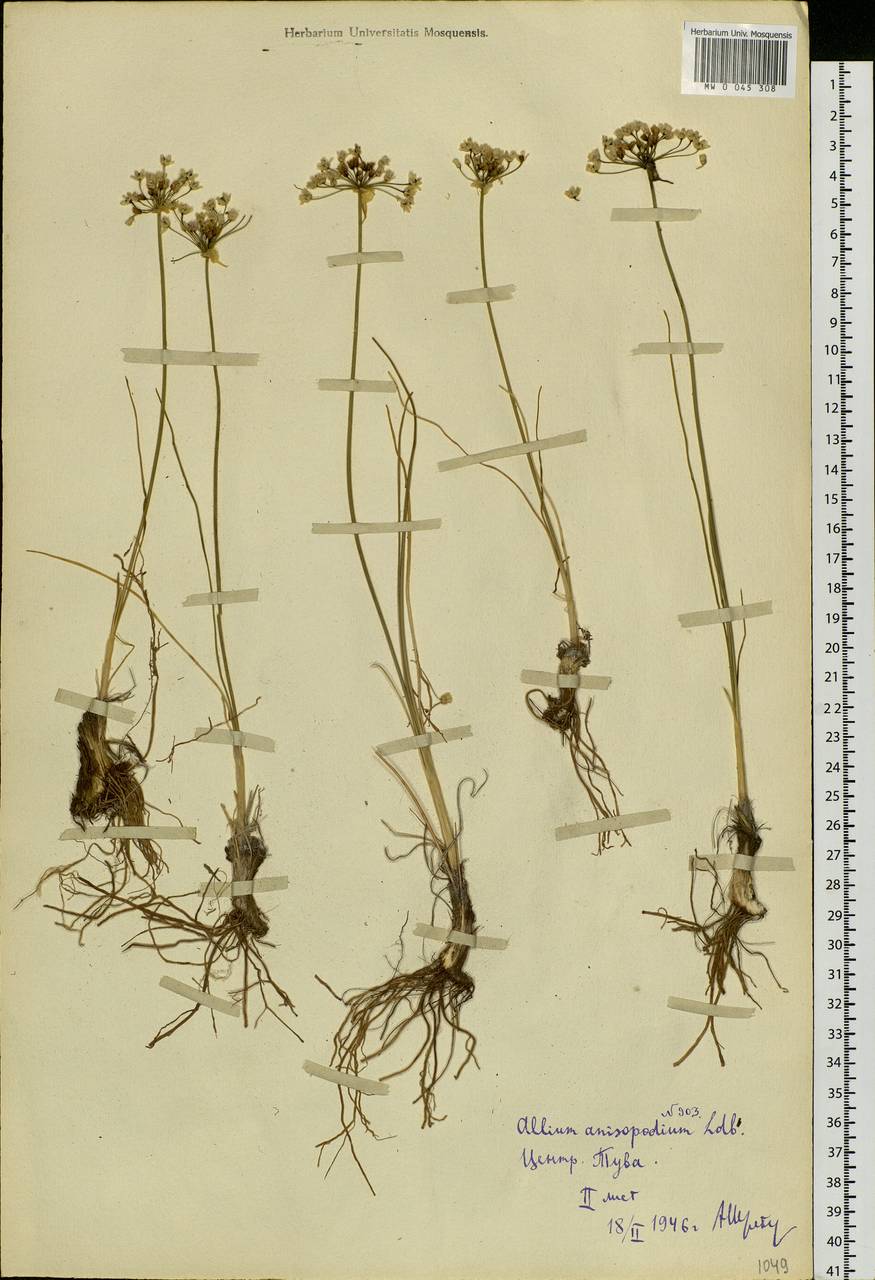 Allium anisopodium Ledeb., Siberia, Altai & Sayany Mountains (S2) (Russia)