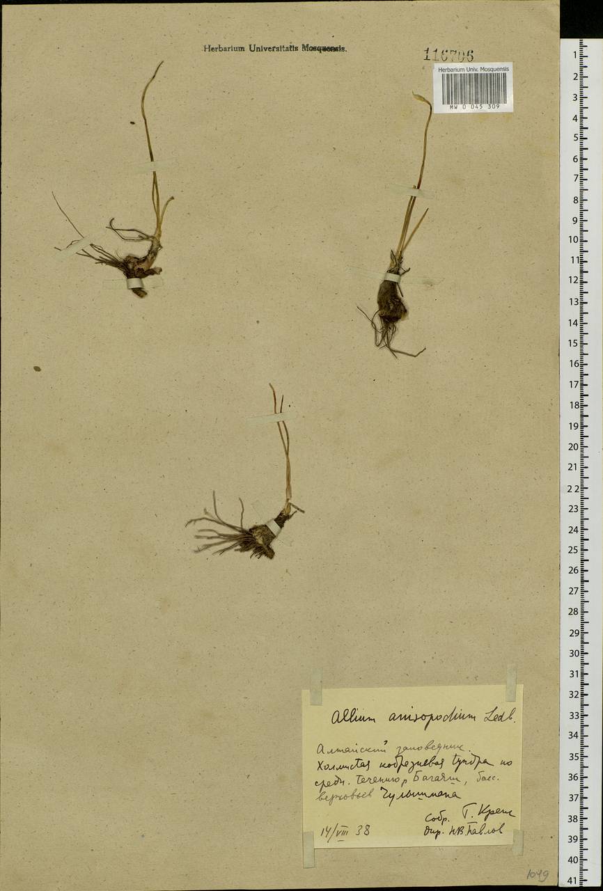 Allium anisopodium Ledeb., Siberia, Altai & Sayany Mountains (S2) (Russia)