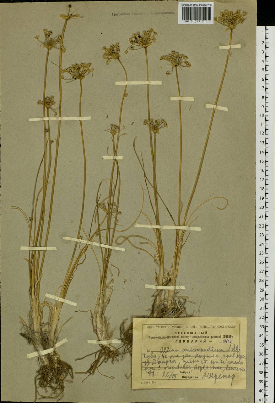 Allium anisopodium Ledeb., Siberia, Altai & Sayany Mountains (S2) (Russia)