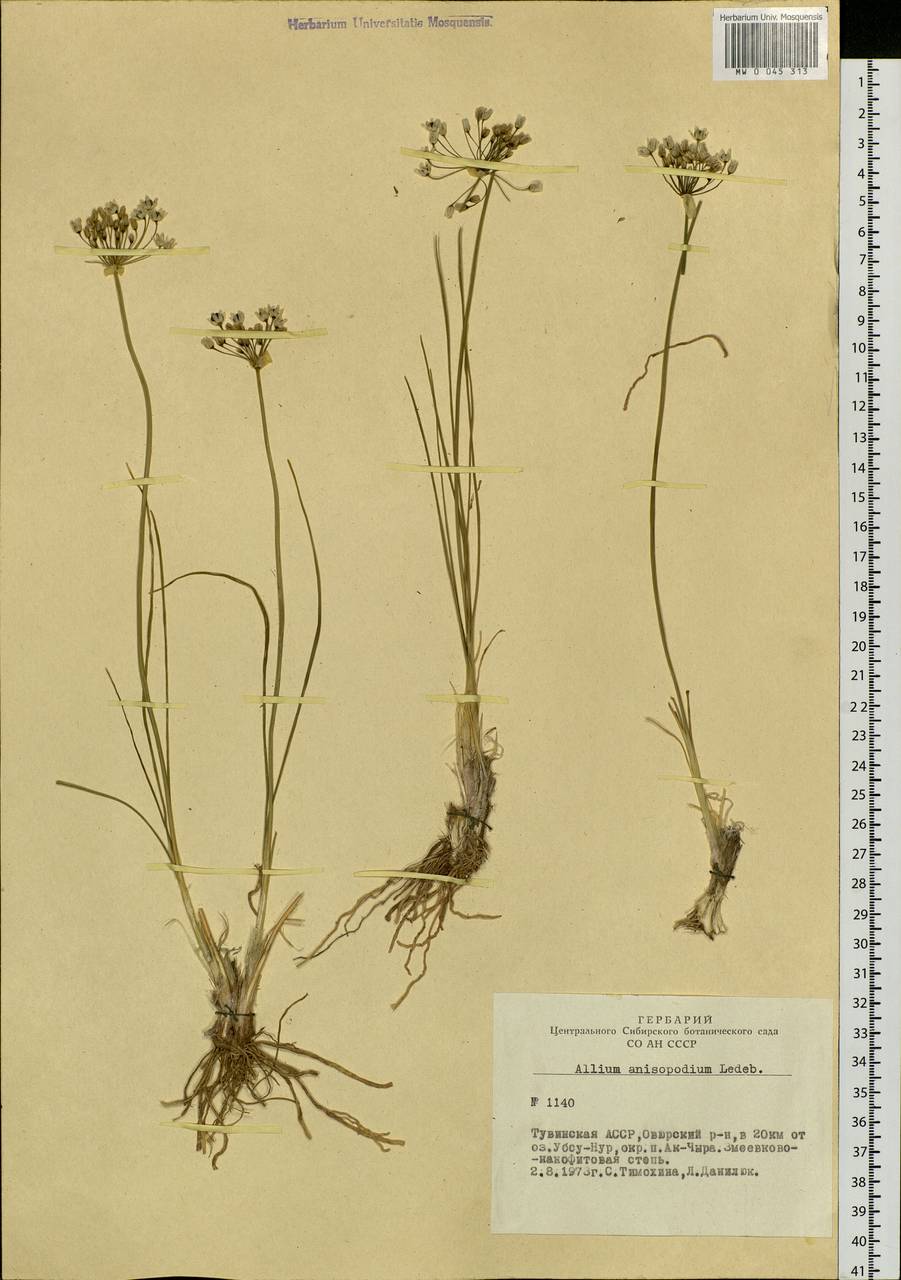 Allium anisopodium Ledeb., Siberia, Altai & Sayany Mountains (S2) (Russia)