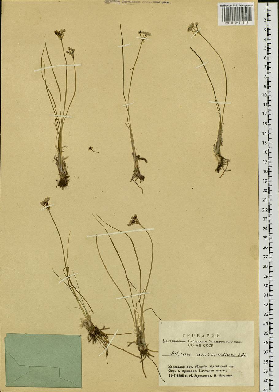 Allium anisopodium Ledeb., Siberia, Altai & Sayany Mountains (S2) (Russia)