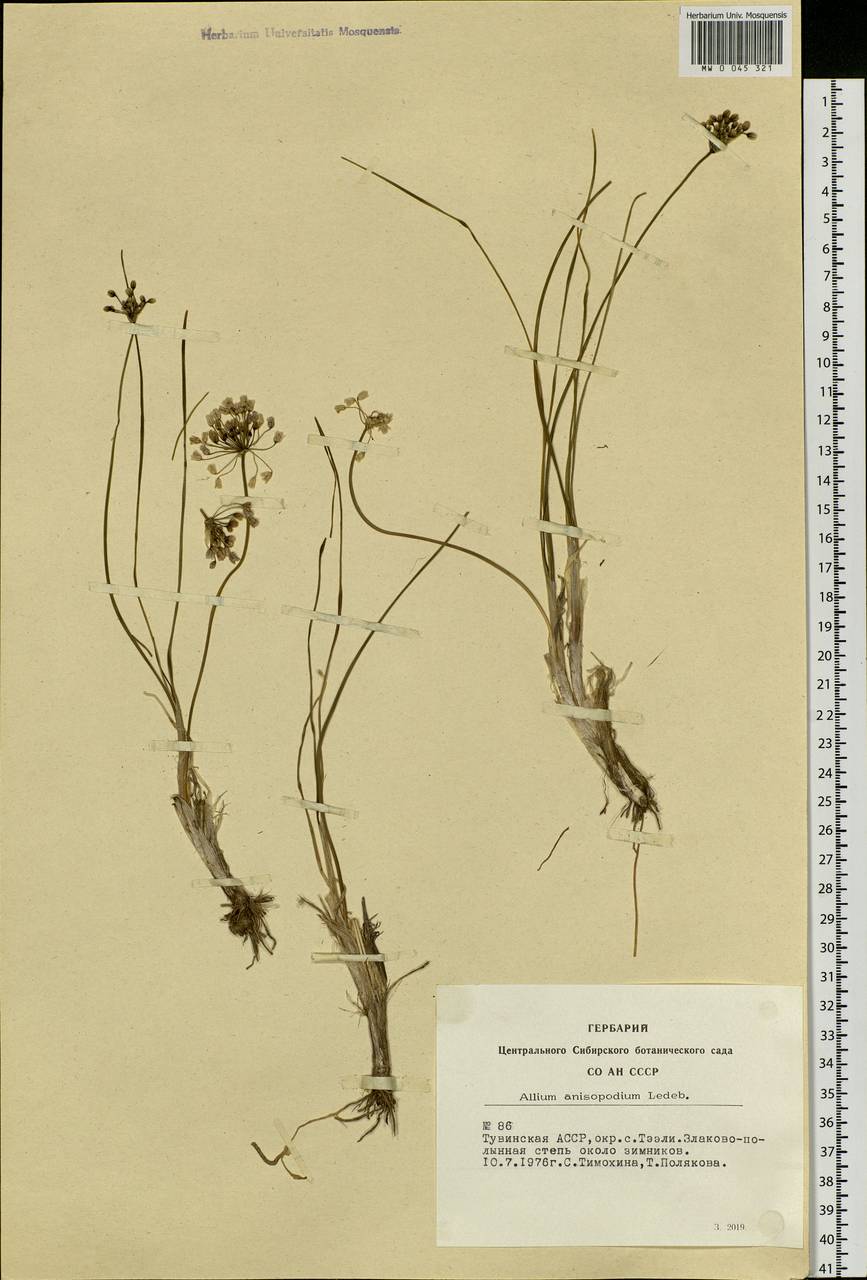 Allium anisopodium Ledeb., Siberia, Altai & Sayany Mountains (S2) (Russia)
