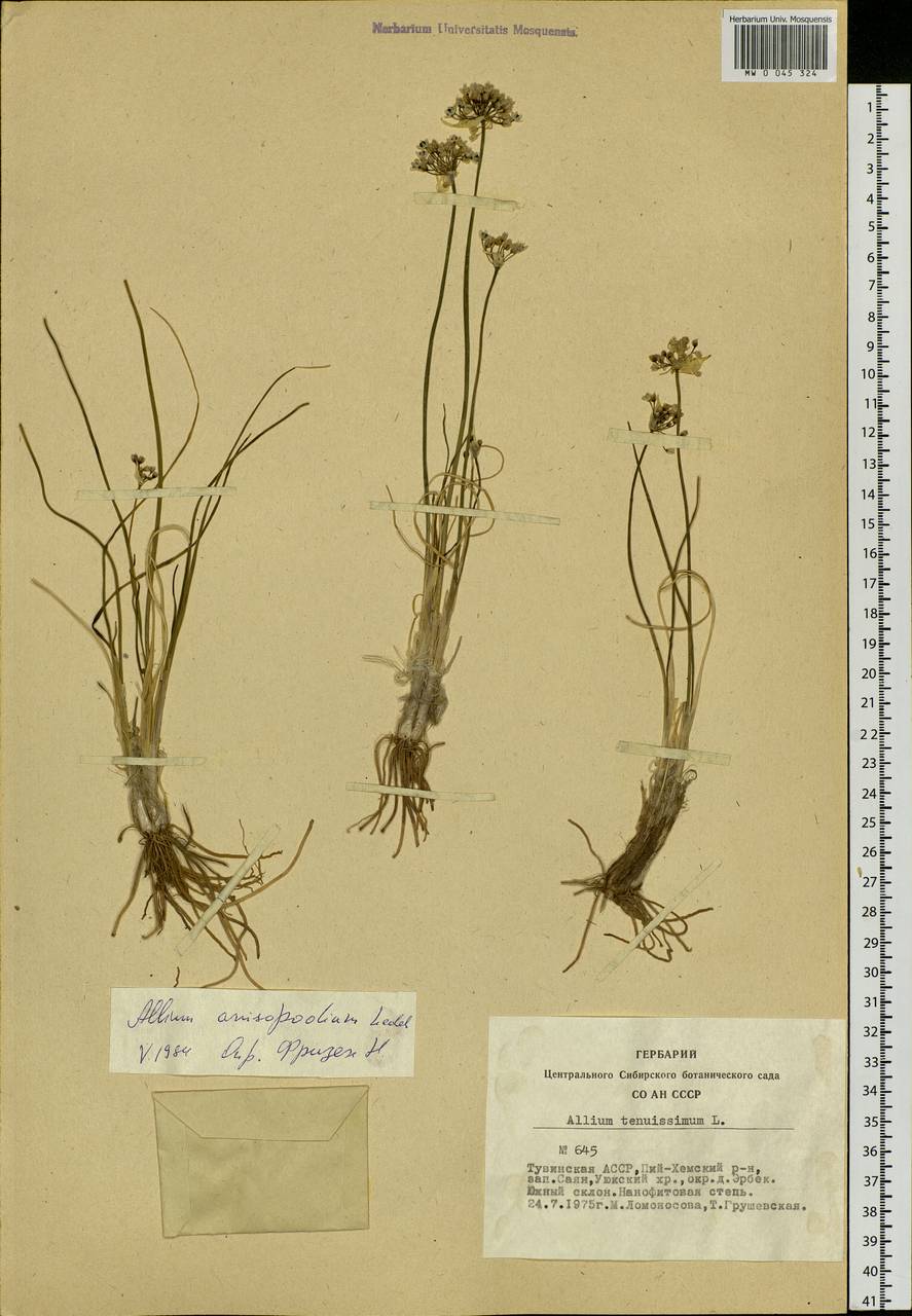 Allium anisopodium Ledeb., Siberia, Altai & Sayany Mountains (S2) (Russia)