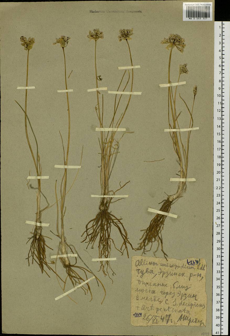Allium anisopodium Ledeb., Siberia, Altai & Sayany Mountains (S2) (Russia)