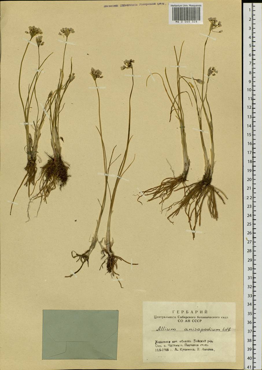 Allium anisopodium Ledeb., Siberia, Altai & Sayany Mountains (S2) (Russia)