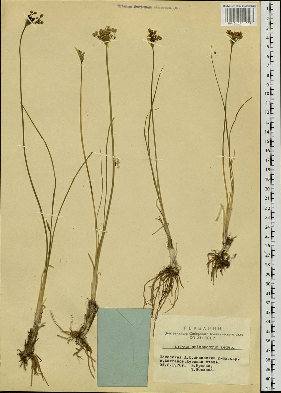 Allium anisopodium Ledeb., Siberia, Altai & Sayany Mountains (S2) (Russia)