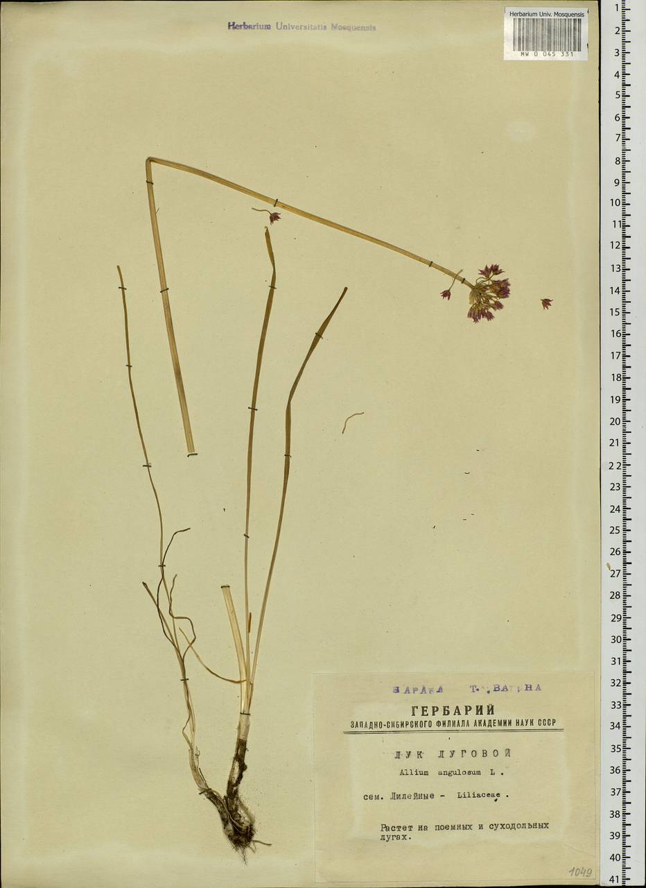 Allium angulosum L., Siberia, Western Siberia (S1) (Russia)