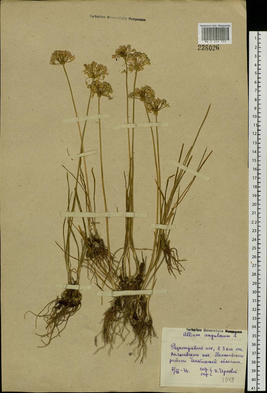 Allium angulosum L., Eastern Europe, Eastern region (E10) (Russia)