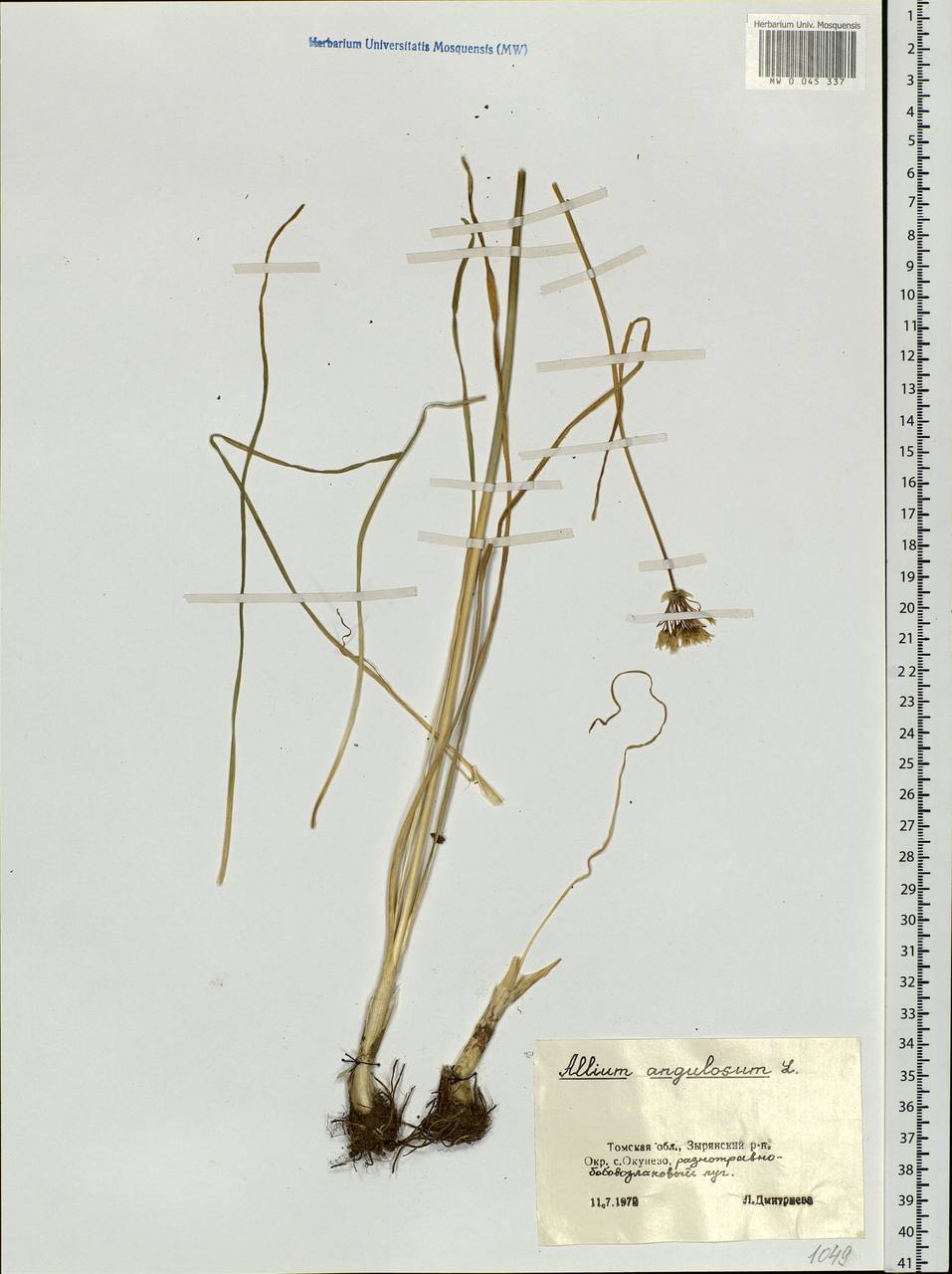 Allium angulosum L., Siberia, Western Siberia (S1) (Russia)