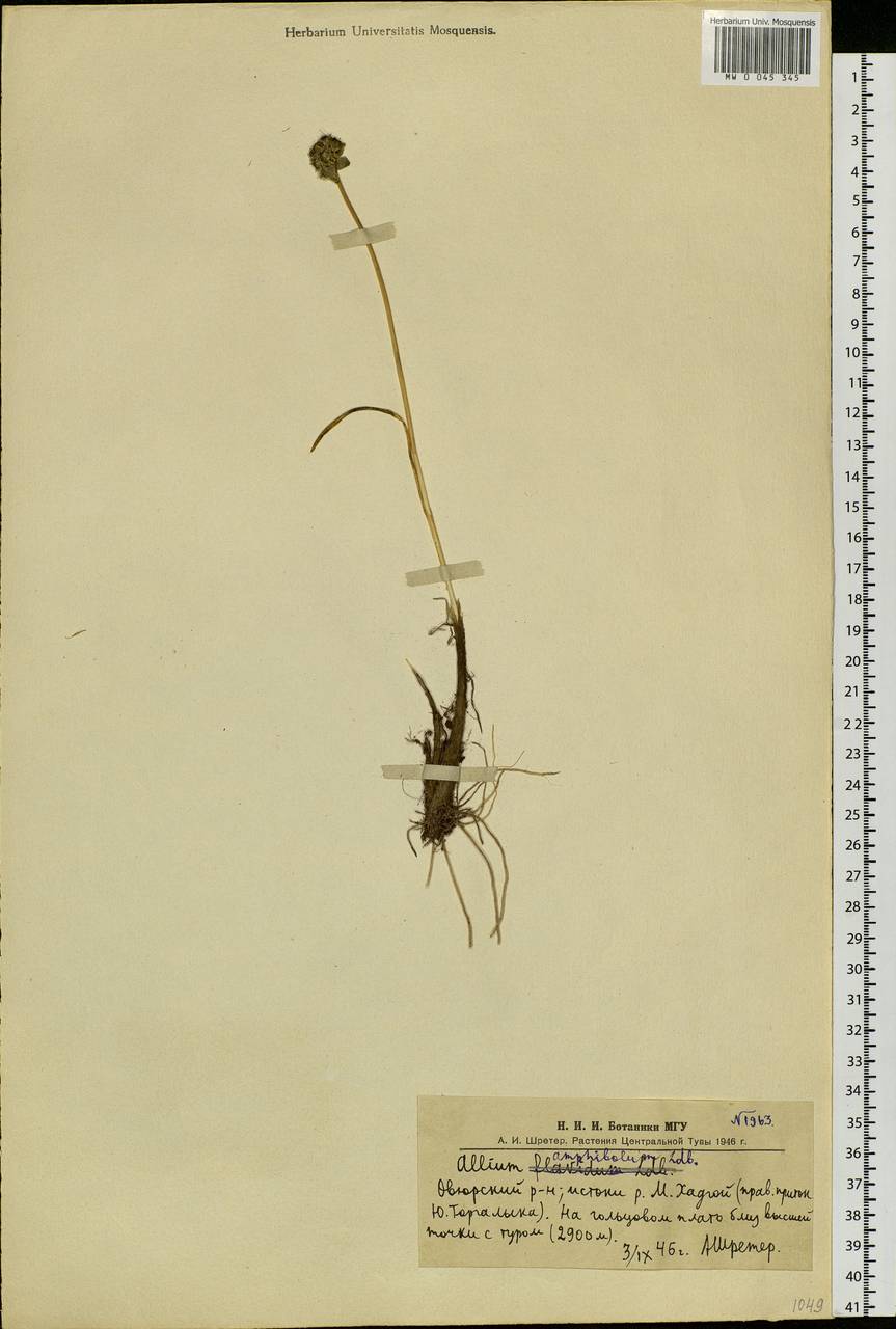 Allium amphibolum Ledeb., Siberia, Altai & Sayany Mountains (S2) (Russia)