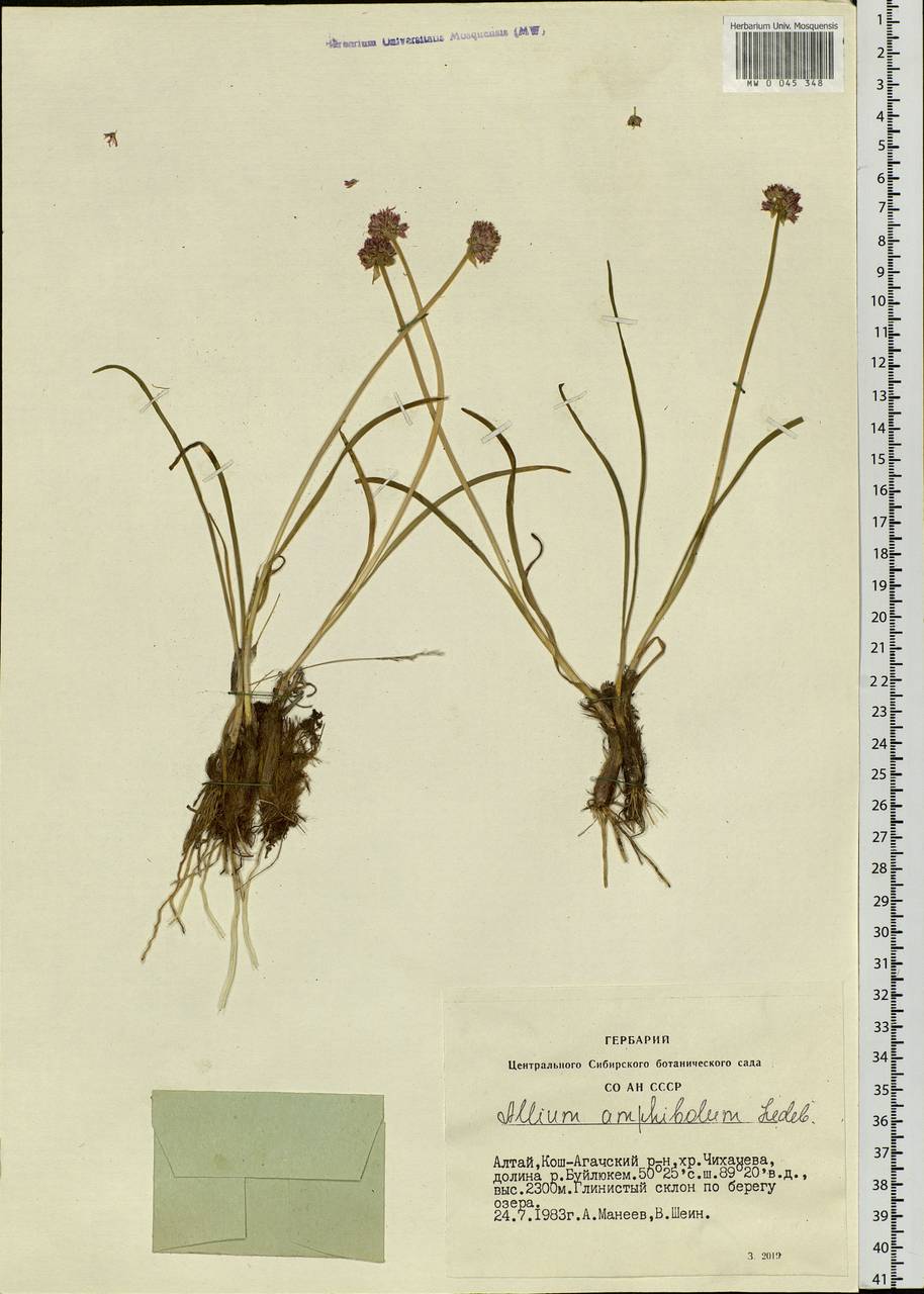 Allium amphibolum Ledeb., Siberia, Altai & Sayany Mountains (S2) (Russia)