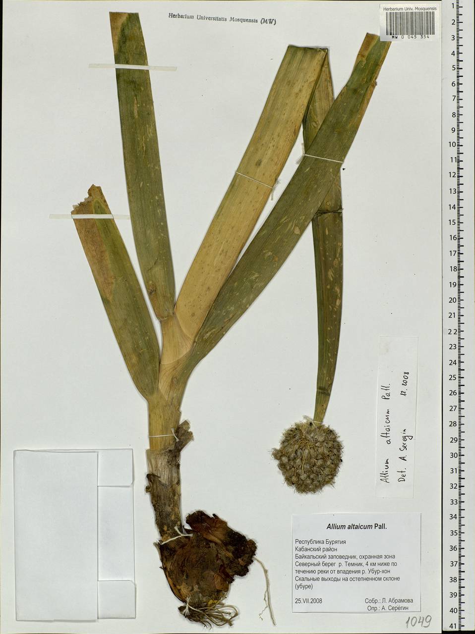 Allium altaicum Pall., Siberia, Baikal & Transbaikal region (S4) (Russia)