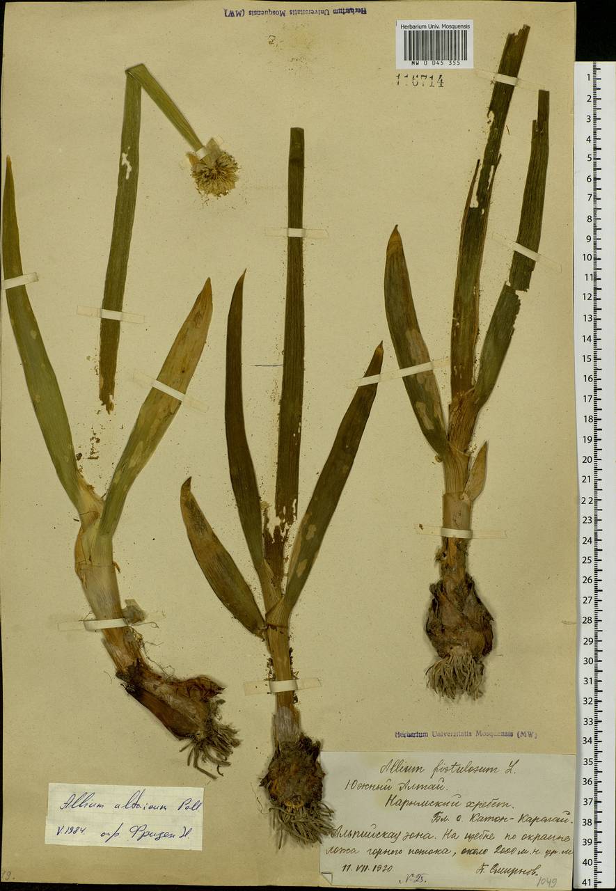 Allium altaicum Pall., Siberia, Western (Kazakhstan) Altai Mountains (S2a) (Kazakhstan)