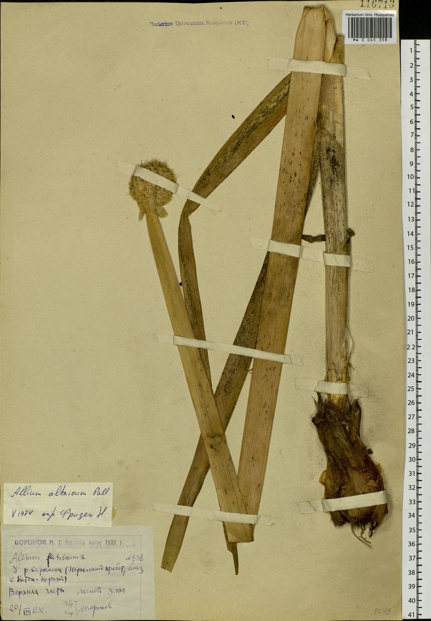 Allium altaicum Pall., Siberia, Western (Kazakhstan) Altai Mountains (S2a) (Kazakhstan)