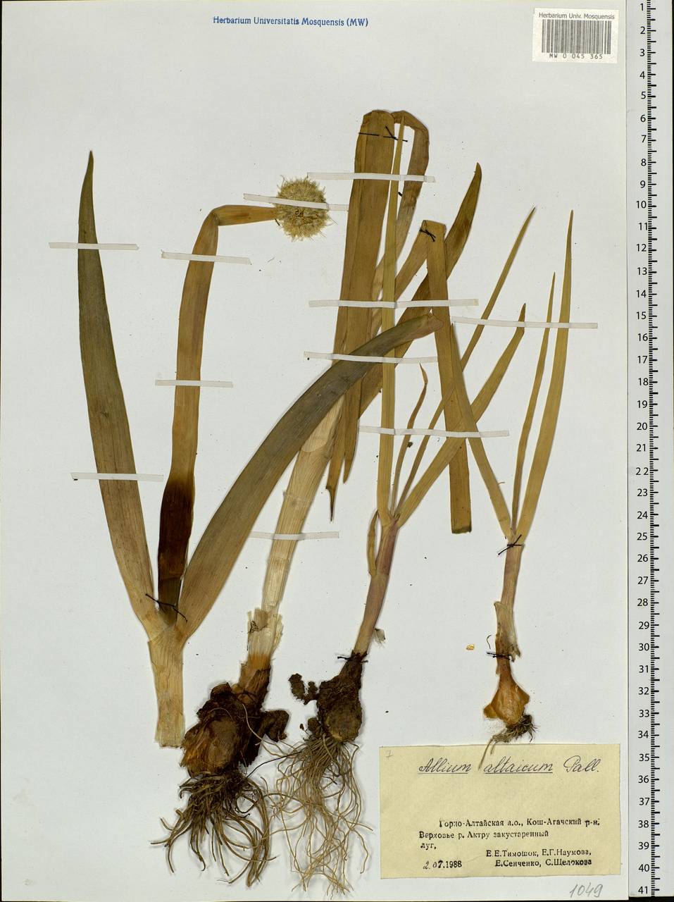 Allium altaicum Pall., Siberia, Altai & Sayany Mountains (S2) (Russia)