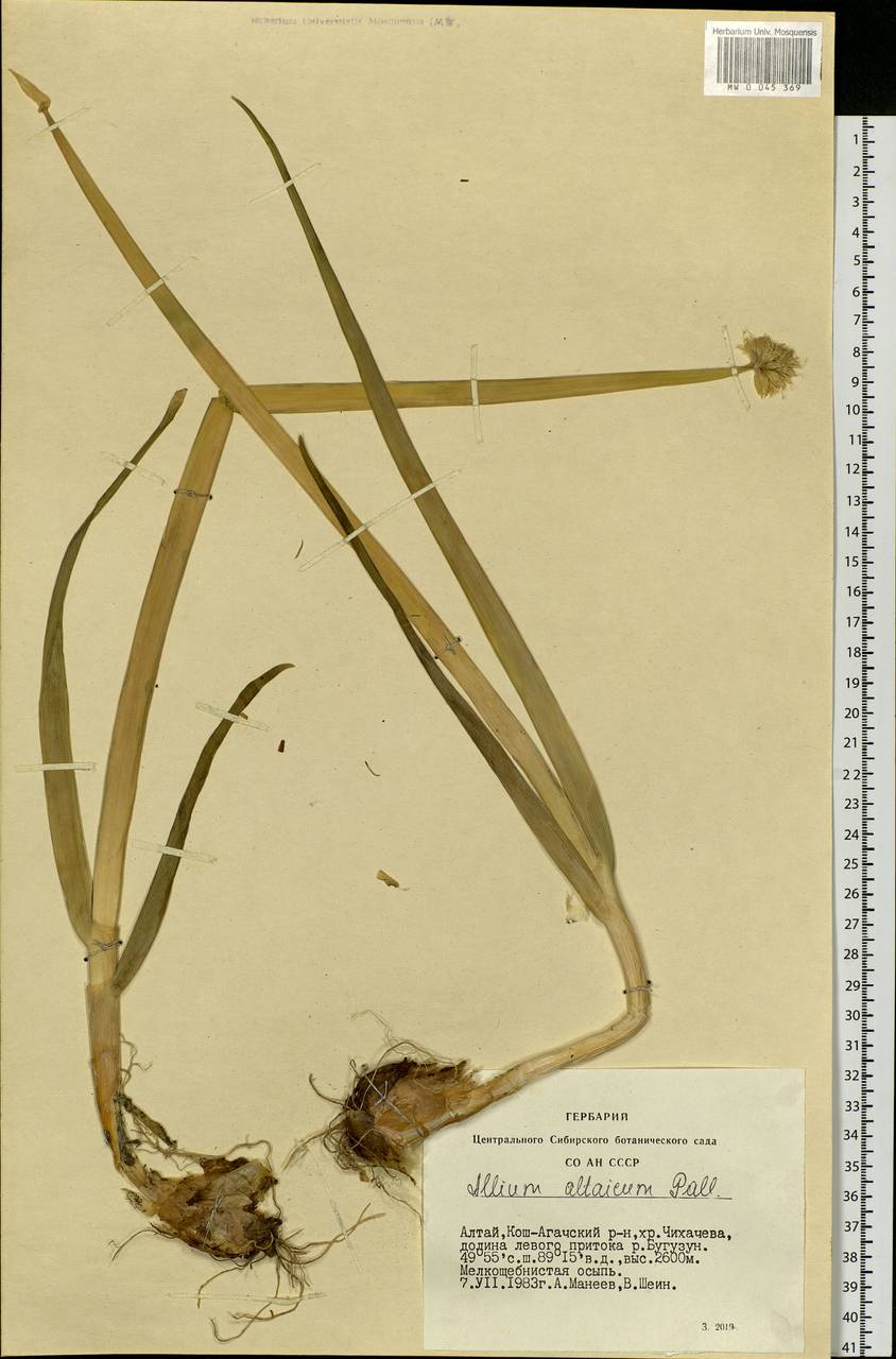 Allium altaicum Pall., Siberia, Altai & Sayany Mountains (S2) (Russia)