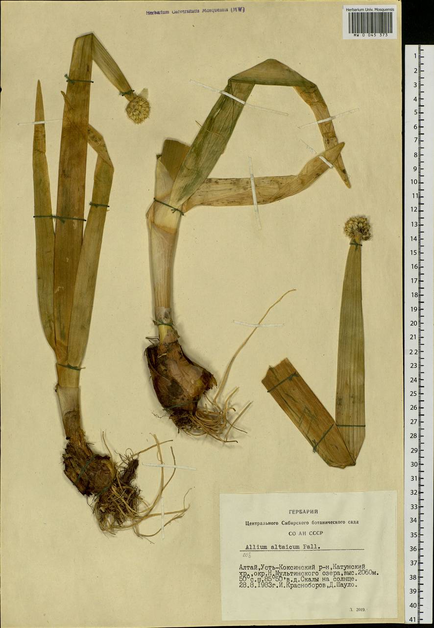 Allium altaicum Pall., Siberia, Altai & Sayany Mountains (S2) (Russia)