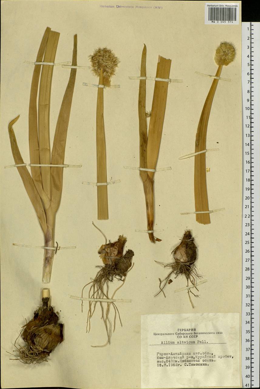 Allium altaicum Pall., Siberia, Altai & Sayany Mountains (S2) (Russia)