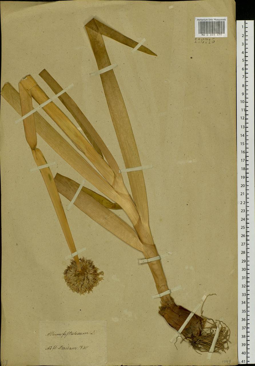 Allium altaicum Pall., Siberia, Baikal & Transbaikal region (S4) (Russia)