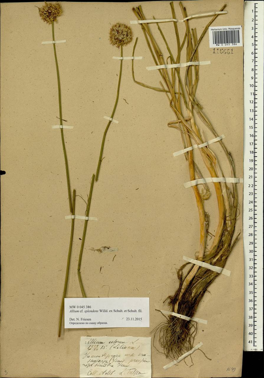 Allium splendens Willd. ex Schult. & Schult.f., Siberia, Central Siberia (S3) (Russia)