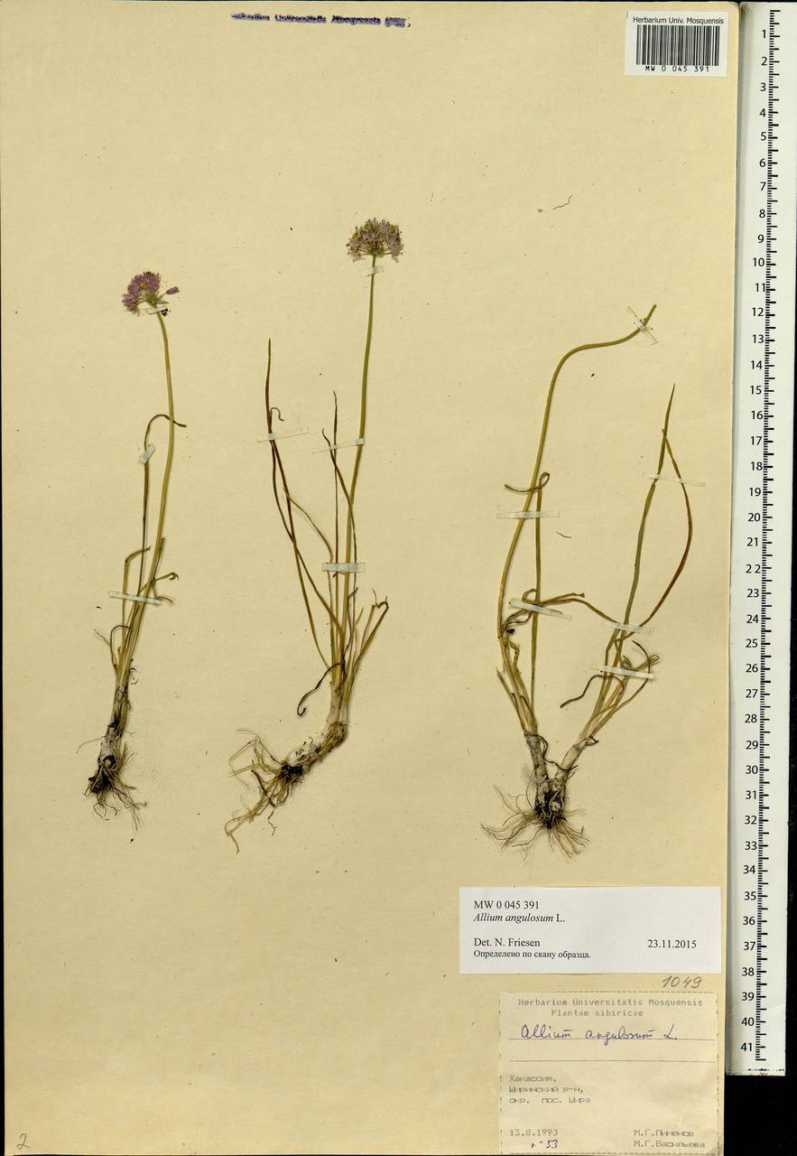Allium angulosum L., Siberia, Altai & Sayany Mountains (S2) (Russia)
