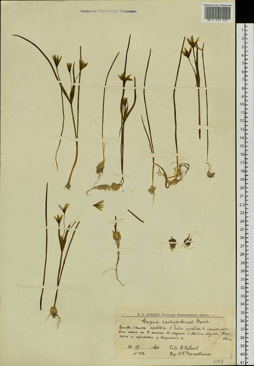 Gagea liotardii (Sternb.) Schult. & Schult.f., Siberia, Western Siberia (S1) (Russia)
