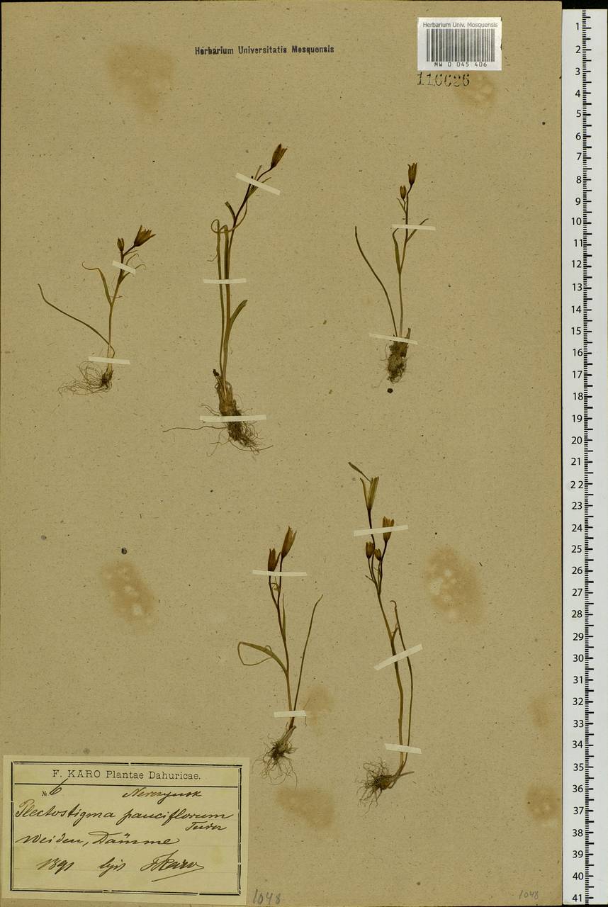 Gagea pauciflora (Turcz. ex Trautv.) Ledeb., Siberia, Baikal & Transbaikal region (S4) (Russia)