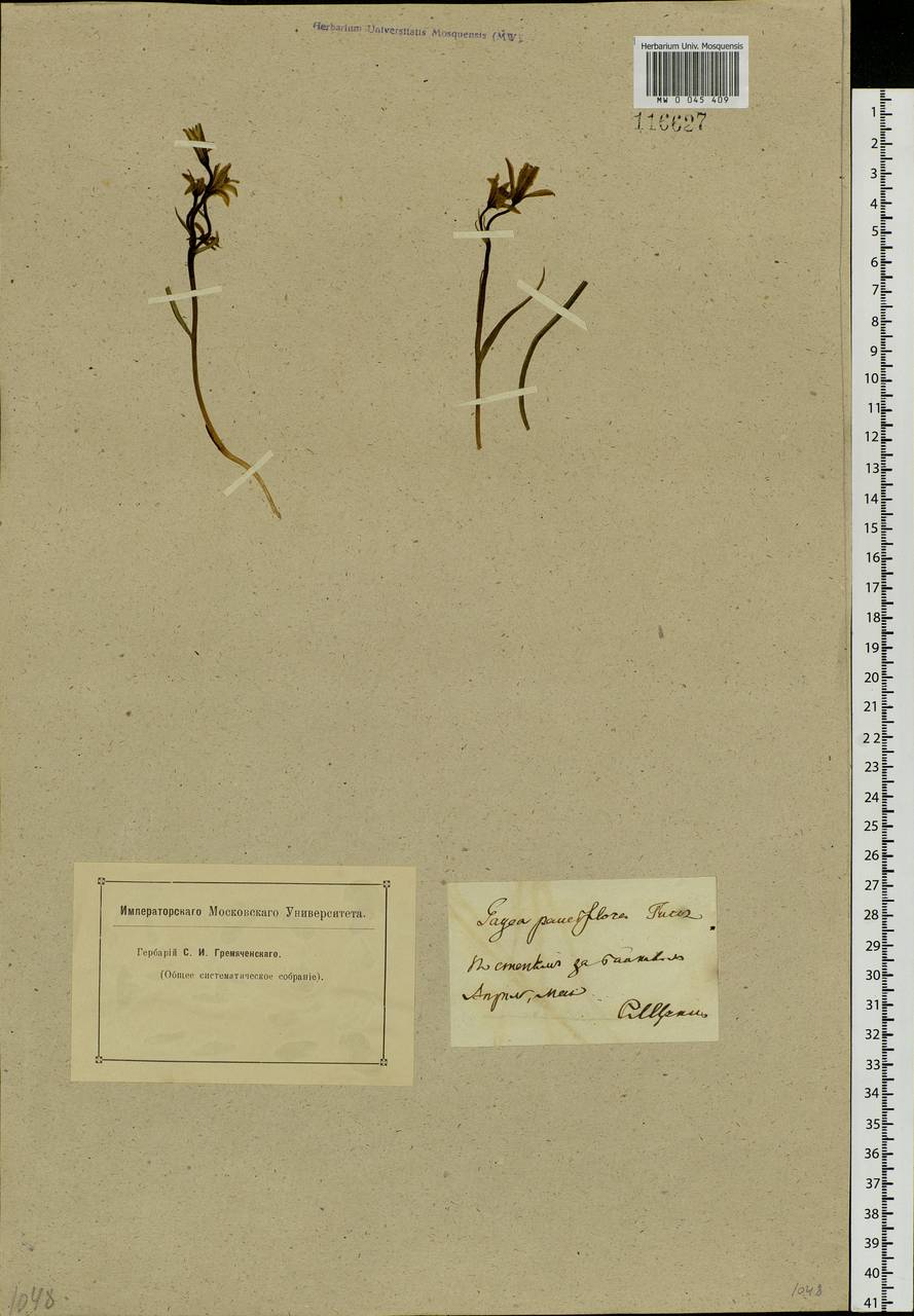 Gagea pauciflora (Turcz. ex Trautv.) Ledeb., Siberia, Baikal & Transbaikal region (S4) (Russia)
