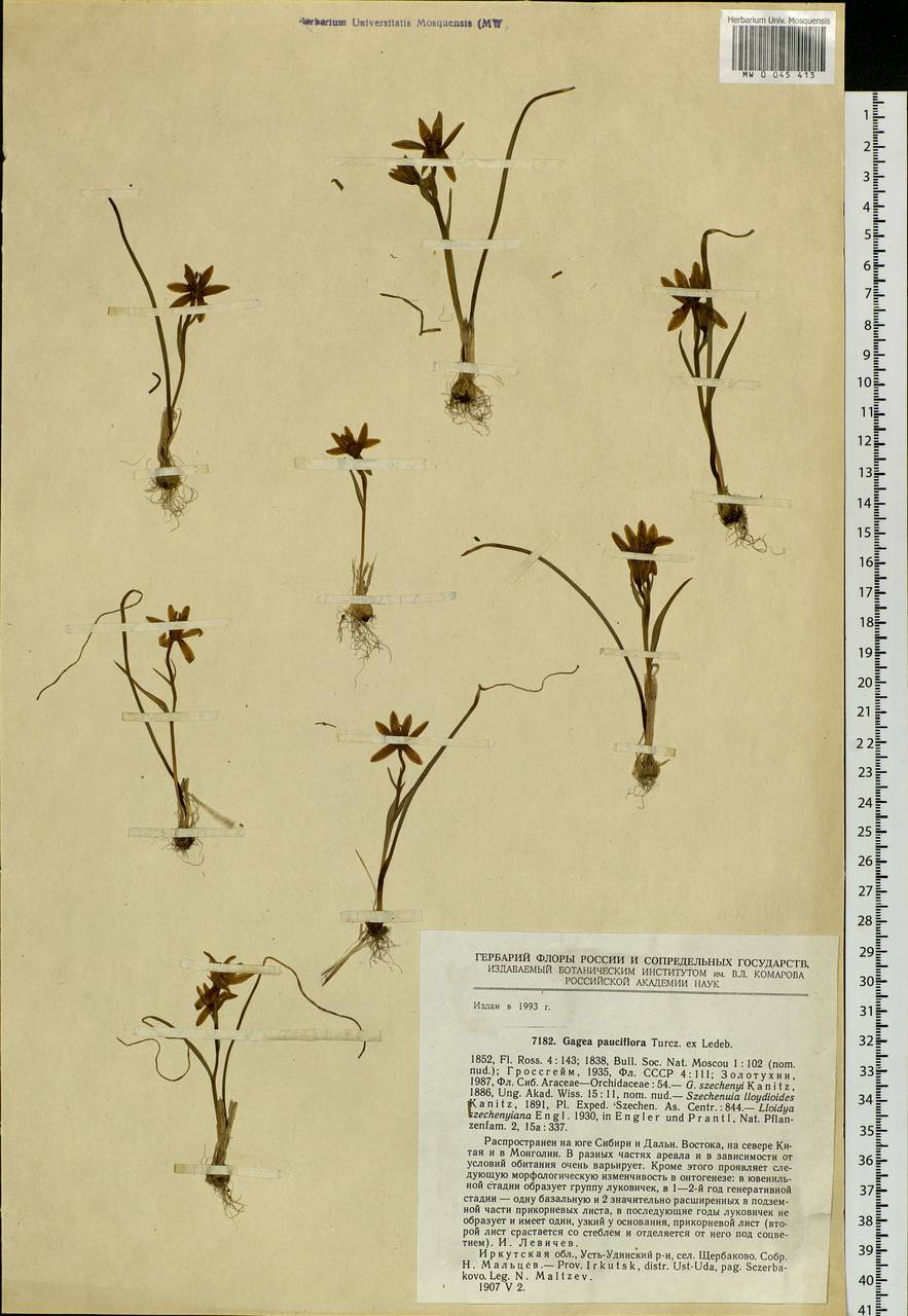 Gagea pauciflora (Turcz. ex Trautv.) Ledeb., Siberia, Baikal & Transbaikal region (S4) (Russia)
