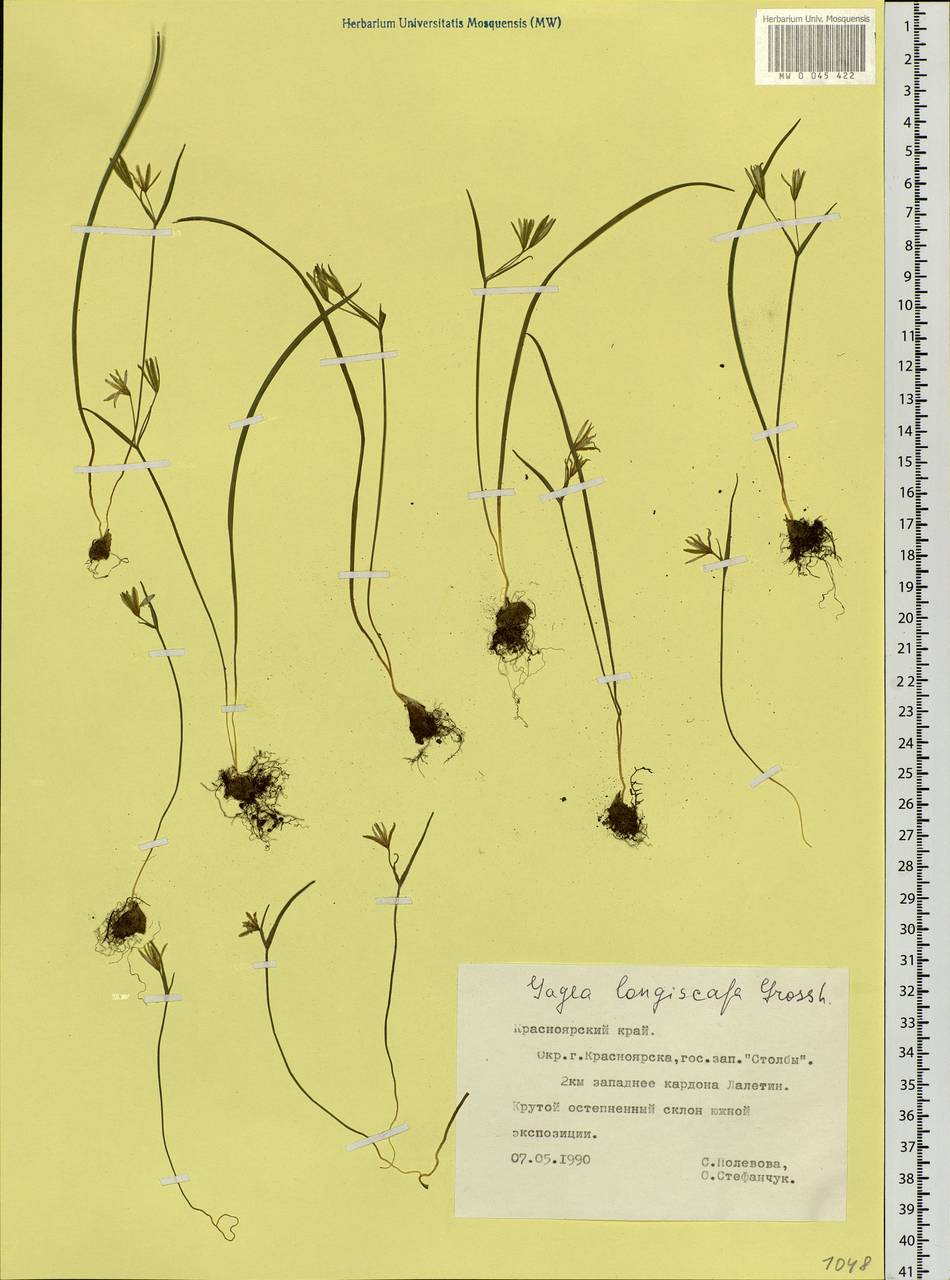 Gagea longiscapa Grossh., Siberia, Central Siberia (S3) (Russia)