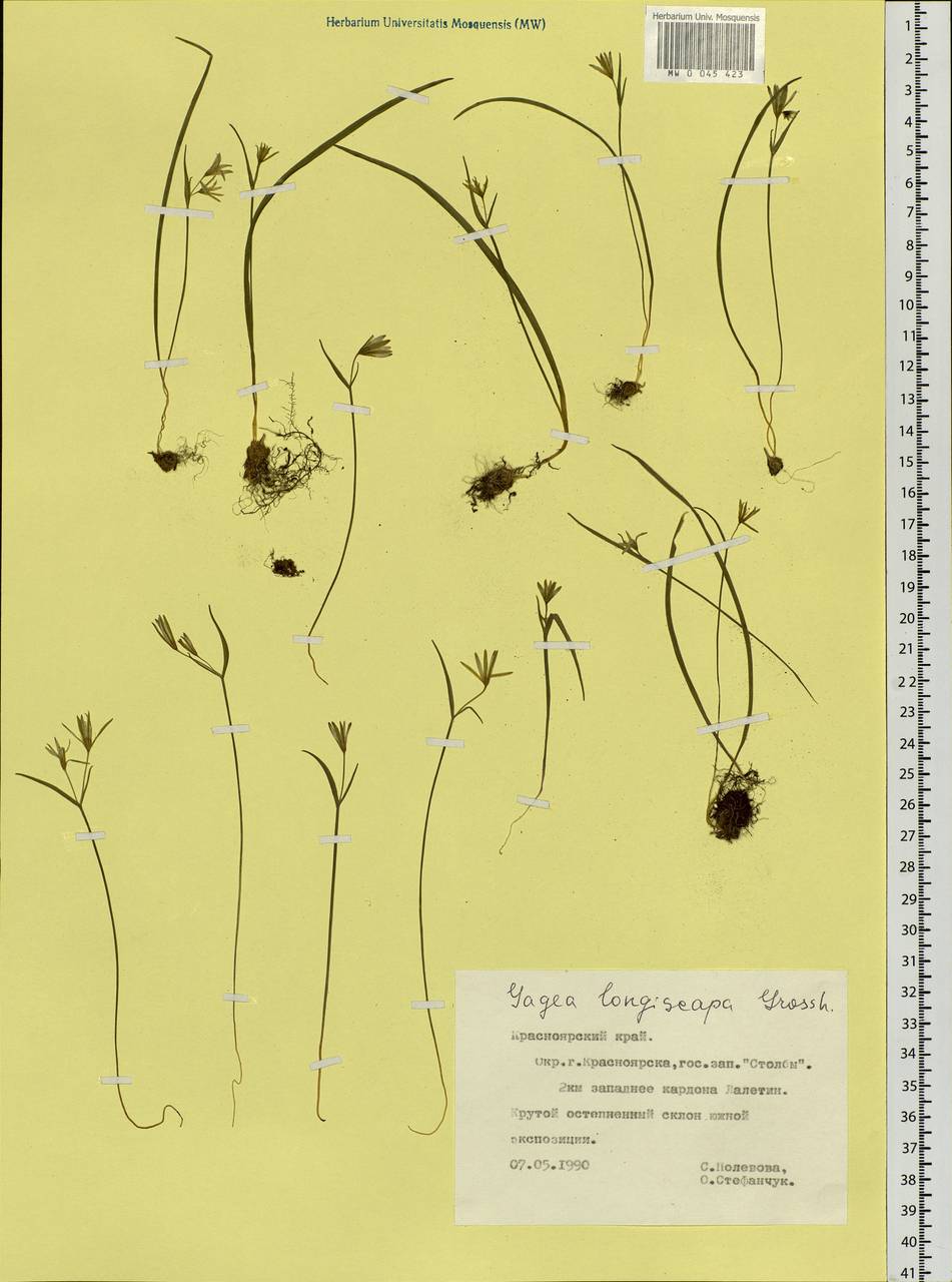 Gagea longiscapa Grossh., Siberia, Central Siberia (S3) (Russia)