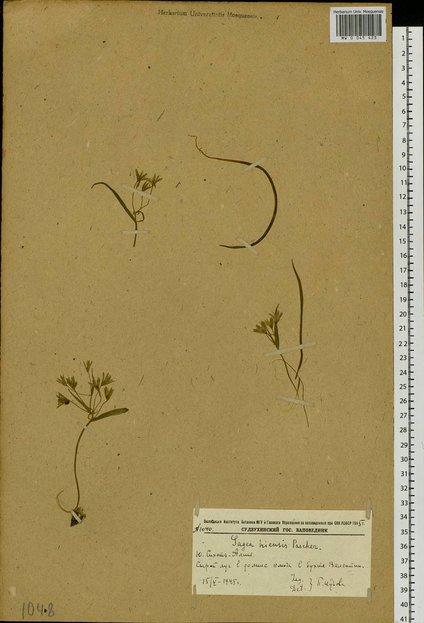 Gagea hiensis Pascher, Siberia, Russian Far East (S6) (Russia)