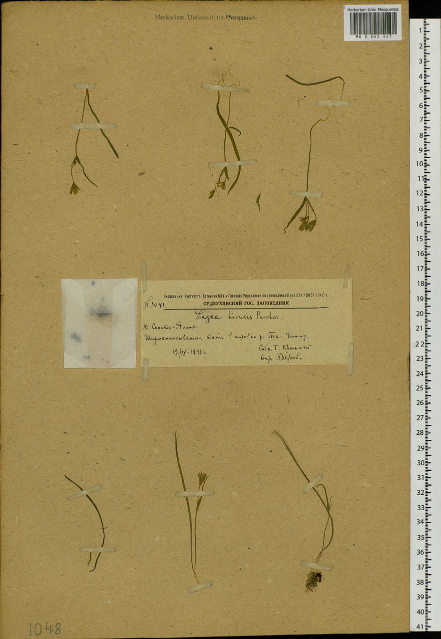 Gagea hiensis Pascher, Siberia, Russian Far East (S6) (Russia)