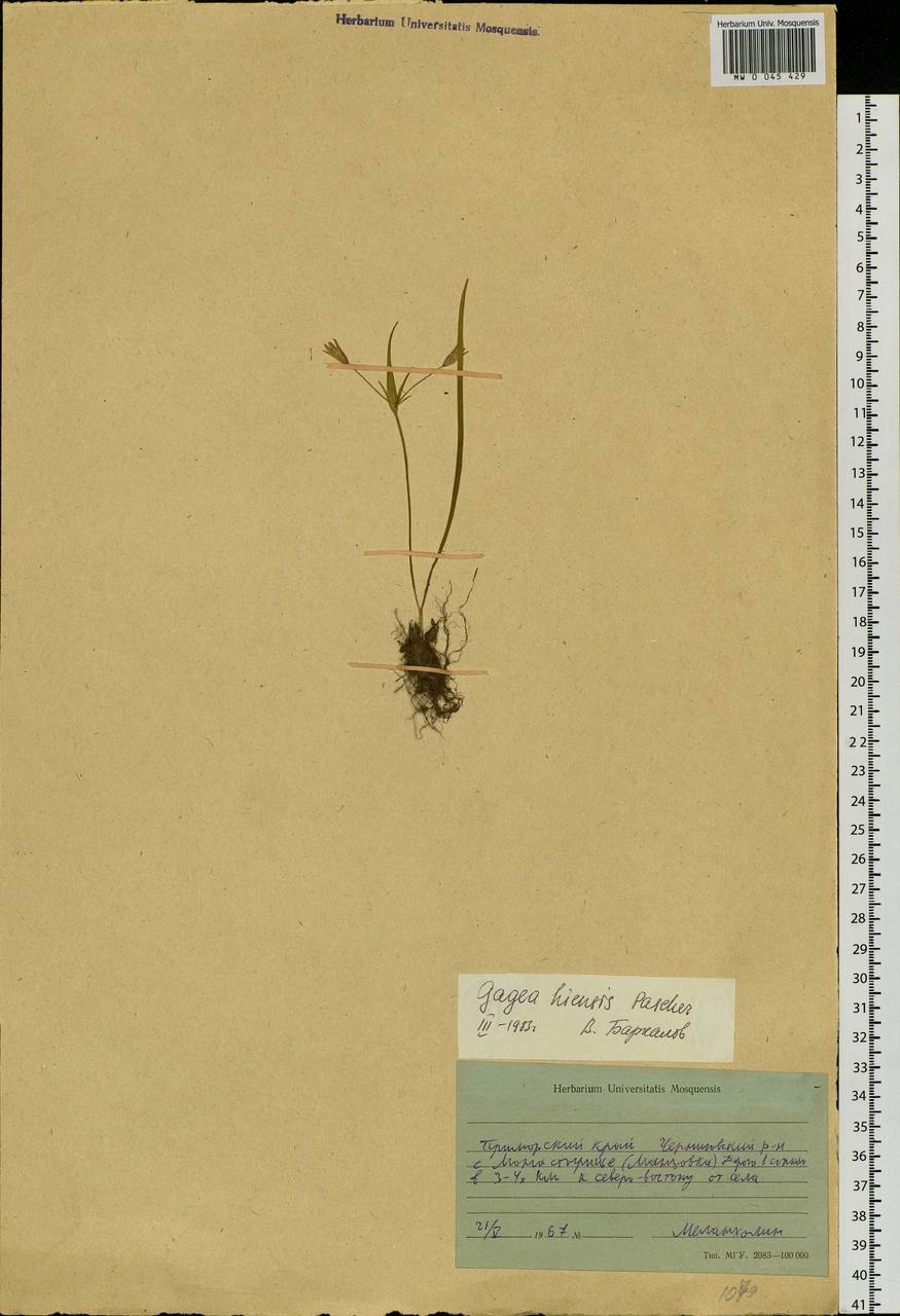 Gagea hiensis Pascher, Siberia, Russian Far East (S6) (Russia)