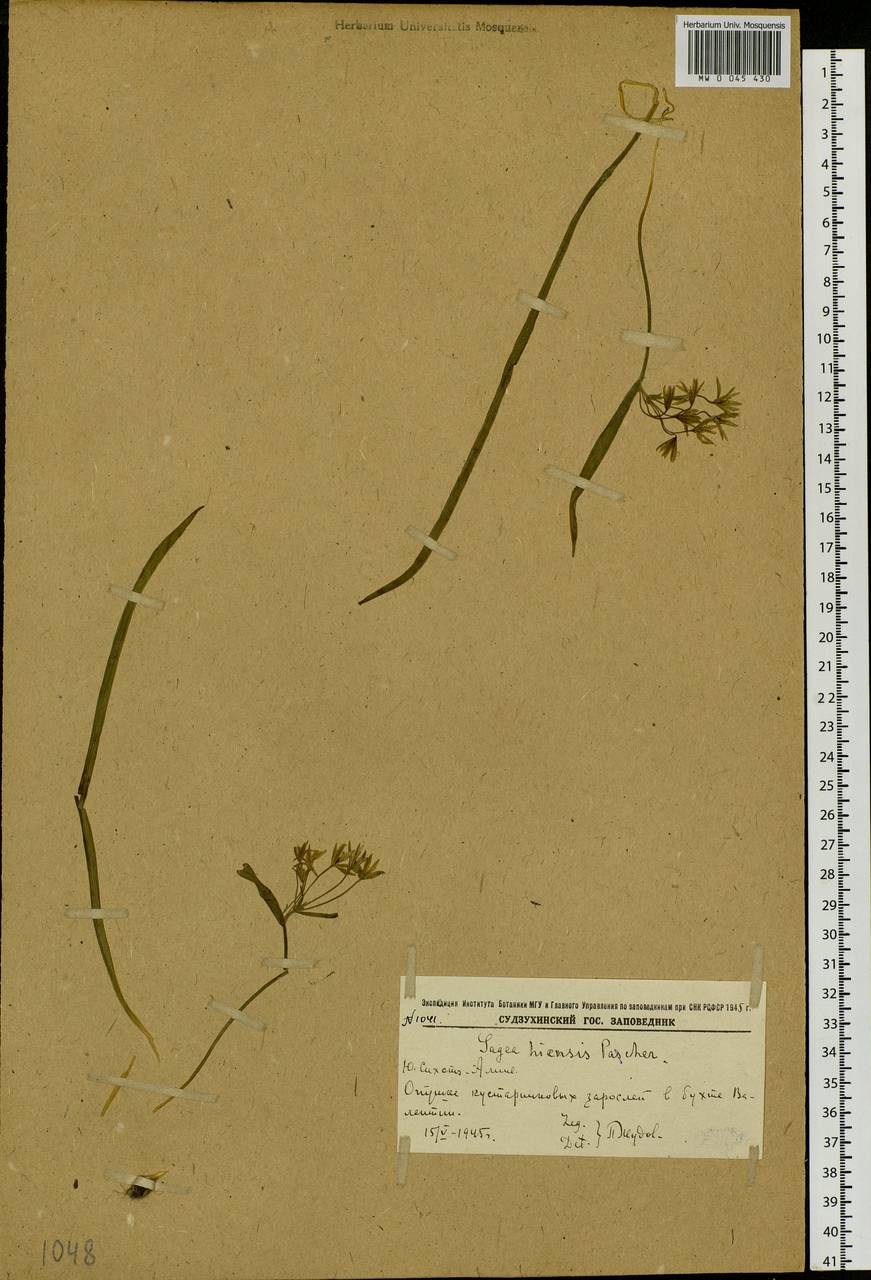 Gagea hiensis Pascher, Siberia, Russian Far East (S6) (Russia)