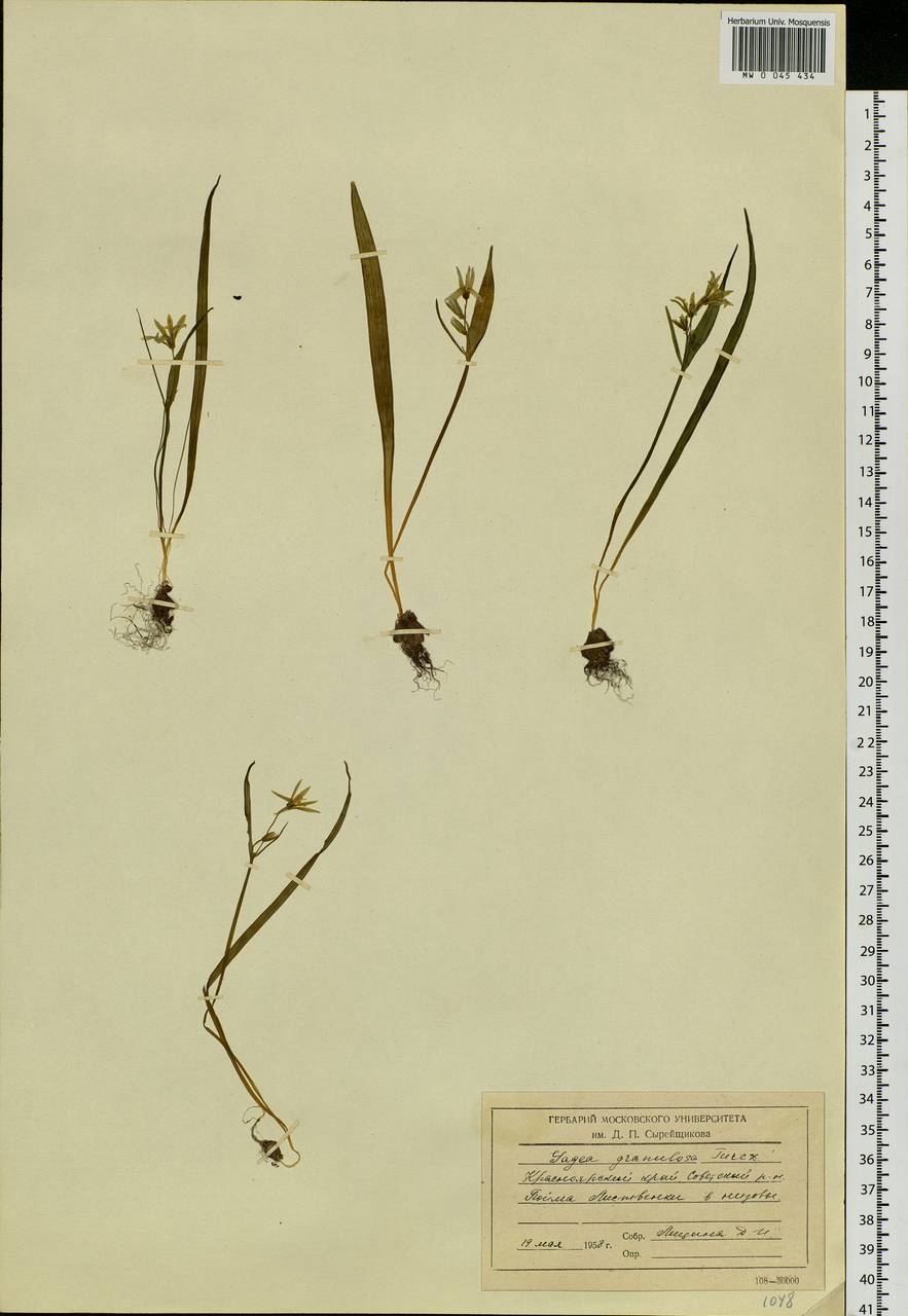 Gagea granulosa Turcz., Siberia, Central Siberia (S3) (Russia)