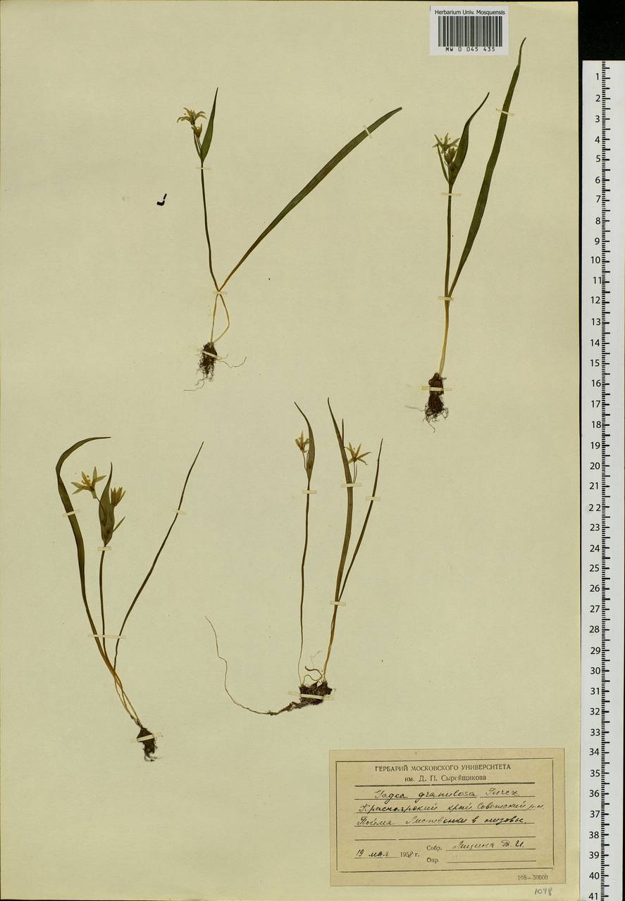 Gagea granulosa Turcz., Siberia, Central Siberia (S3) (Russia)