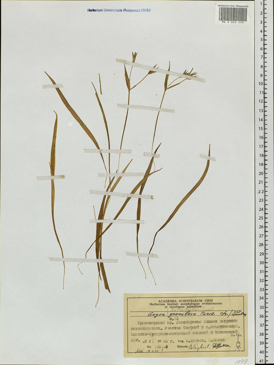 Gagea granulosa Turcz., Siberia, Central Siberia (S3) (Russia)
