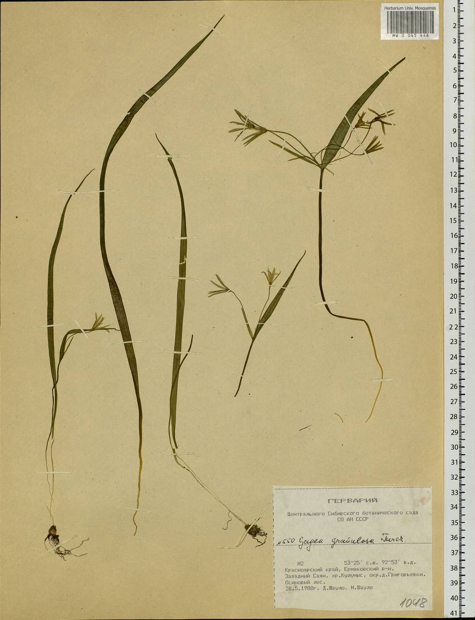 Gagea granulosa Turcz., Siberia, Altai & Sayany Mountains (S2) (Russia)