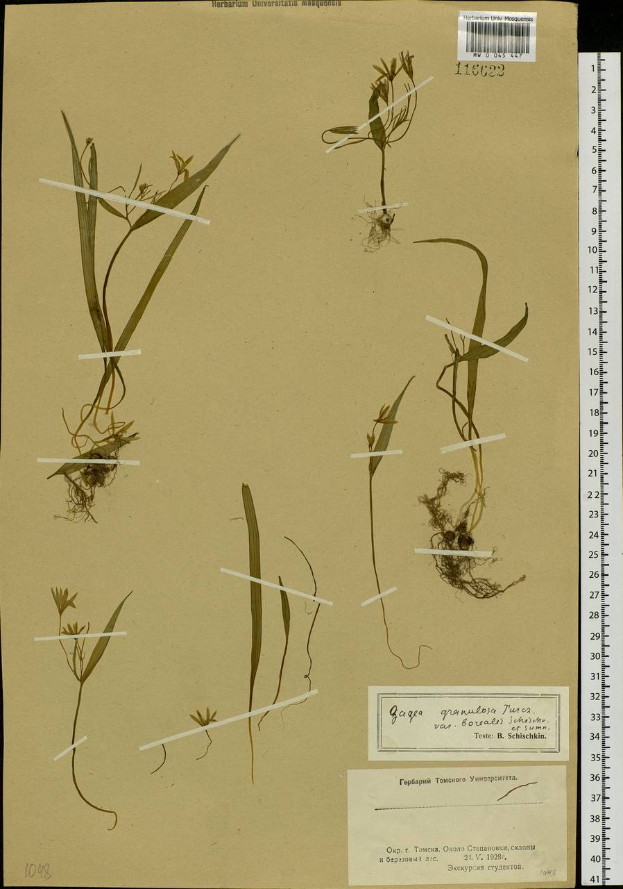 Gagea granulosa Turcz., Siberia, Western Siberia (S1) (Russia)