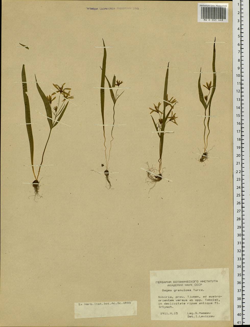 Gagea granulosa Turcz., Siberia, Western Siberia (S1) (Russia)