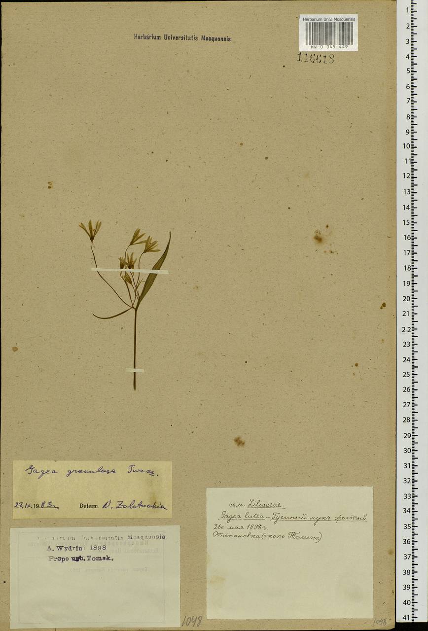 Gagea granulosa Turcz., Siberia, Western Siberia (S1) (Russia)
