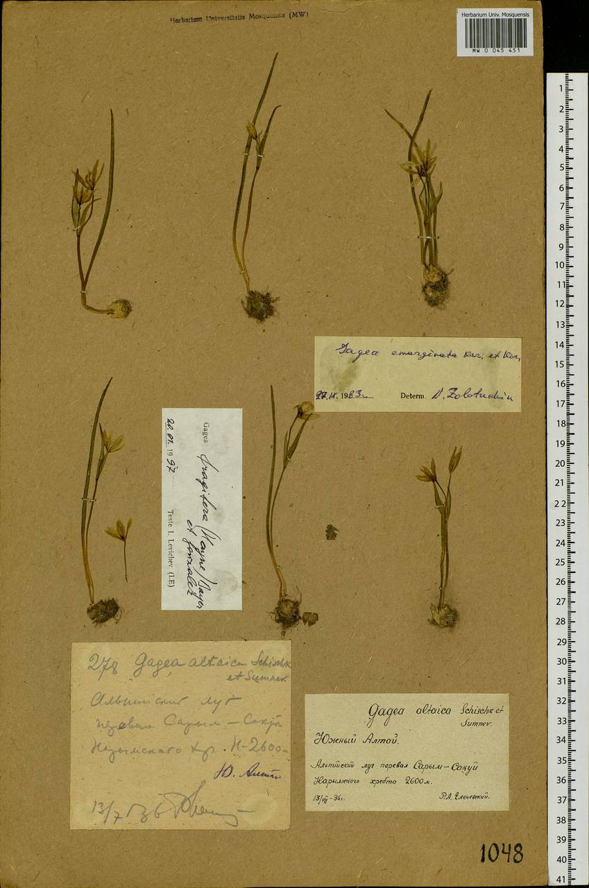 Gagea liotardii (Sternb.) Schult. & Schult.f., Siberia, Western (Kazakhstan) Altai Mountains (S2a) (Kazakhstan)