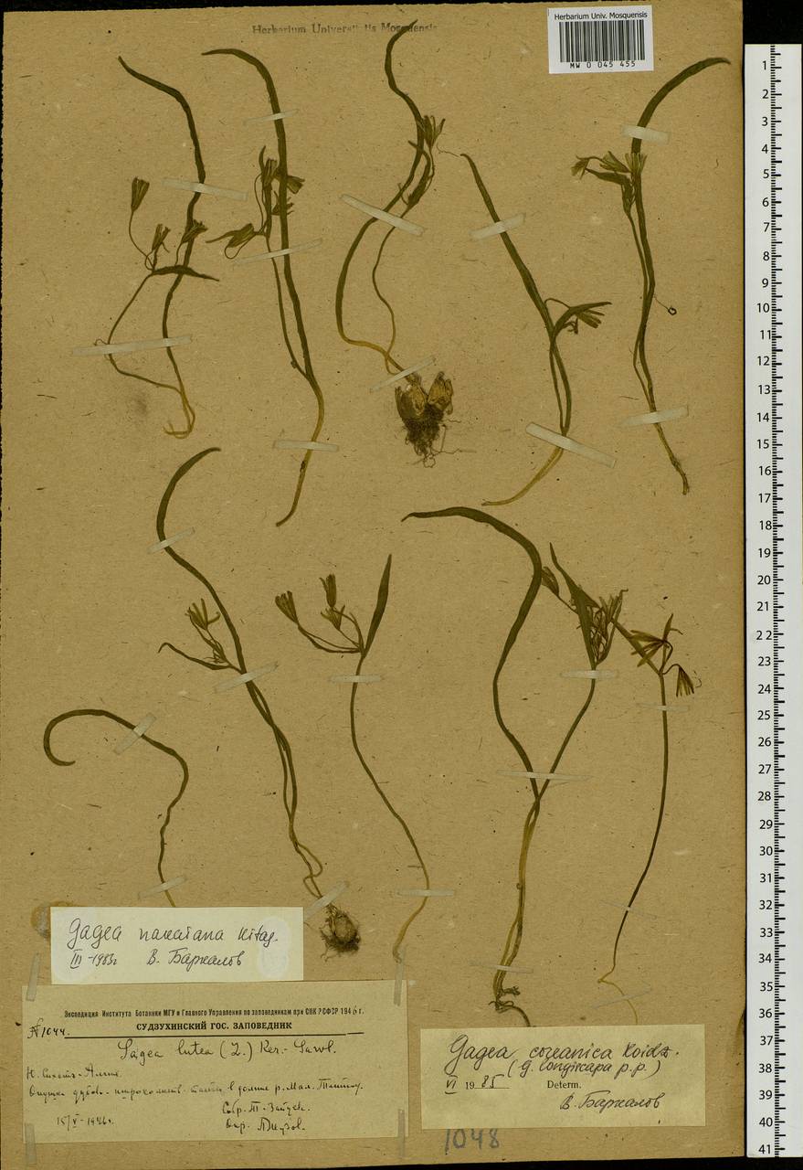 Gagea nakaiana Kitag., Siberia, Russian Far East (S6) (Russia)