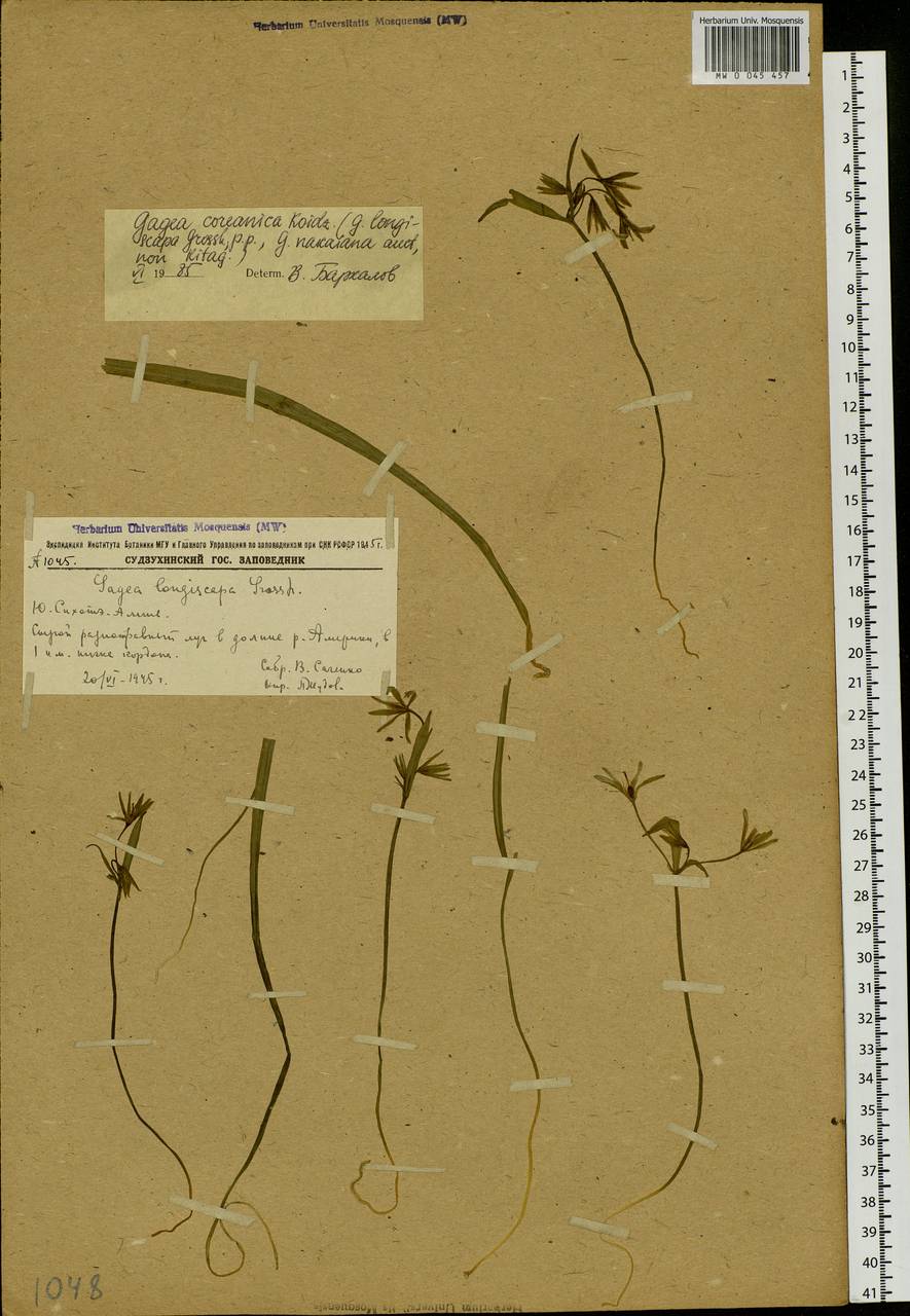 Gagea nakaiana Kitag., Siberia, Russian Far East (S6) (Russia)